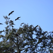 Heron Nesting time