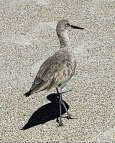 Willet in the sand Cocoa Beach, FL