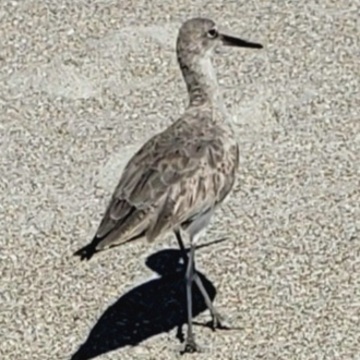 Willet in the sand
