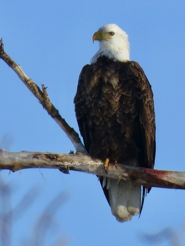 Bald Eagle Strathmore, AB