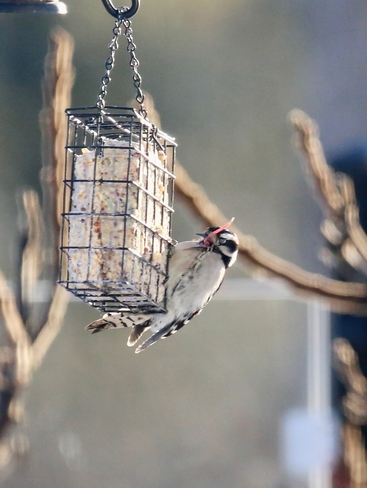 Woodpecker feasting Ingleside, Ontario, CA