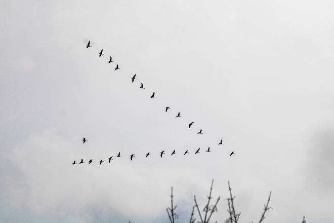 Geese in the sky Ottawa, Ontario, CA