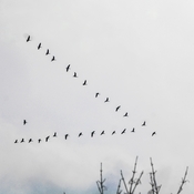 Geese in the sky