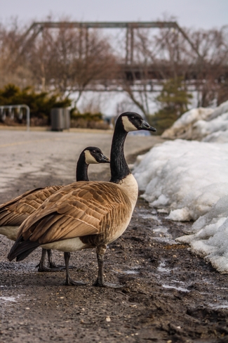 Canada geese Ottawa, Ontario, CA