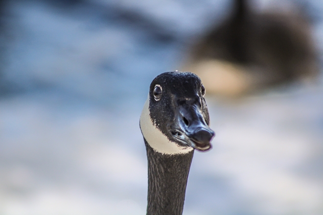 Canada goose Ottawa, Ontario, CA
