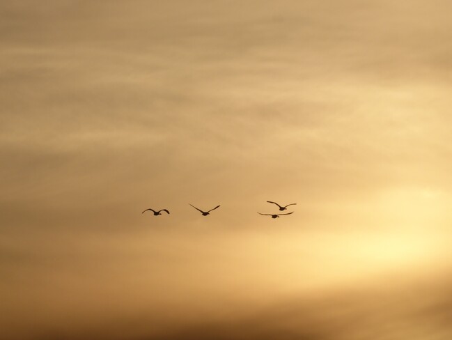 By Atwood, the tundra swans flying into the sunset. Atwood, ON
