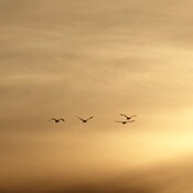 By Atwood, the tundra swans flying into the sunset.