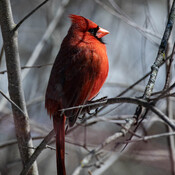 Waxwings and Cardinals