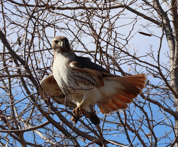 Red tailed hawk Toronto, Ontario, CA