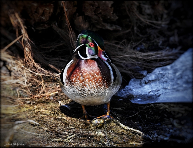 Wood duck Ottawa, Ontario, CA