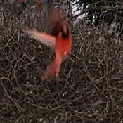 Red Cardinal in flight