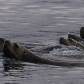 Sea Lions & Herring in Port McNeill