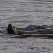Sea Lions & Herring in Port McNeill