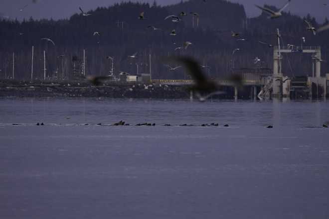 Sea Lions & Seagulls with Herring in Their Mouth Port McNeill, BC