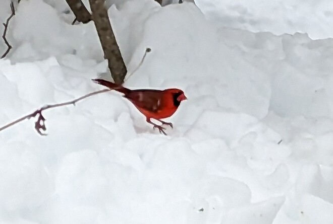 Red Cardinal Guelph, ON