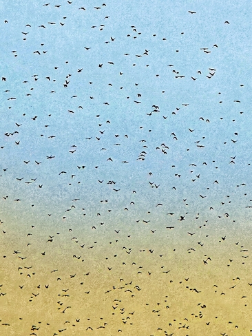 The - hundreds of -birds are returning ! Edmonton, Alberta, CA