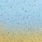 The - hundreds of -birds are returning !