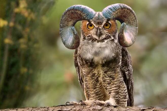 Great Aberfoylian Horned Owl Aberfoyle, ON