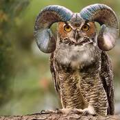 Great Aberfoylian Horned Owl