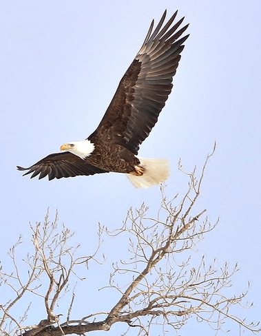bald eagle Brooks, AB