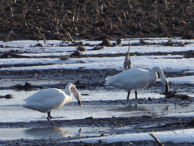 The tundra swans eating Atwood, ON