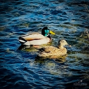 Duck Duck …