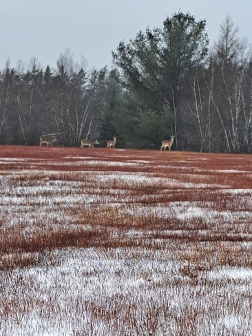 Deer on mine road Fredericton Junction, NB