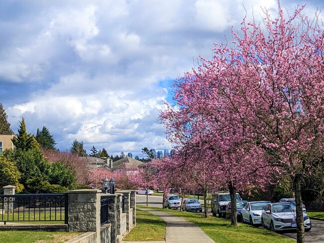 First round cherry blossom in Vancouver Vancouver, BC