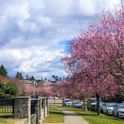 First round cherry blossom in Vancouver
