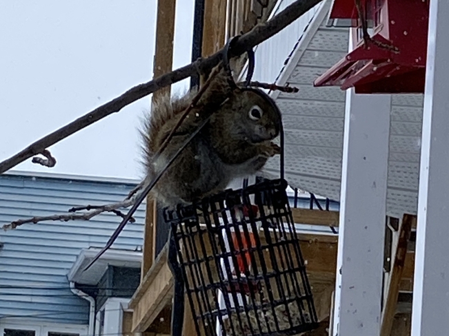 Très mignon ce petit écureuil Shawinigan, Québec | G9P 1M6