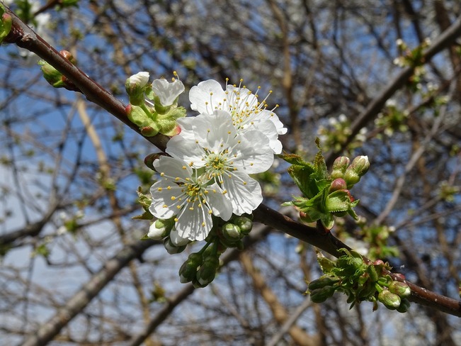 Cherry blossoms Windsor, Ontario
