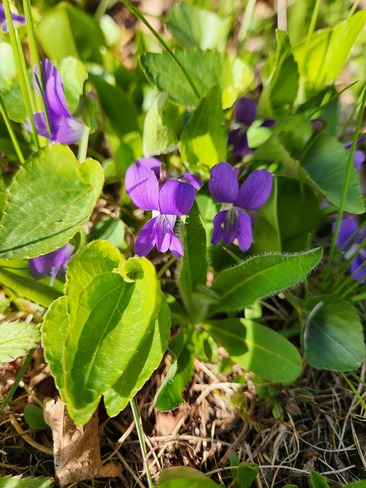 violettes La Croche, QC