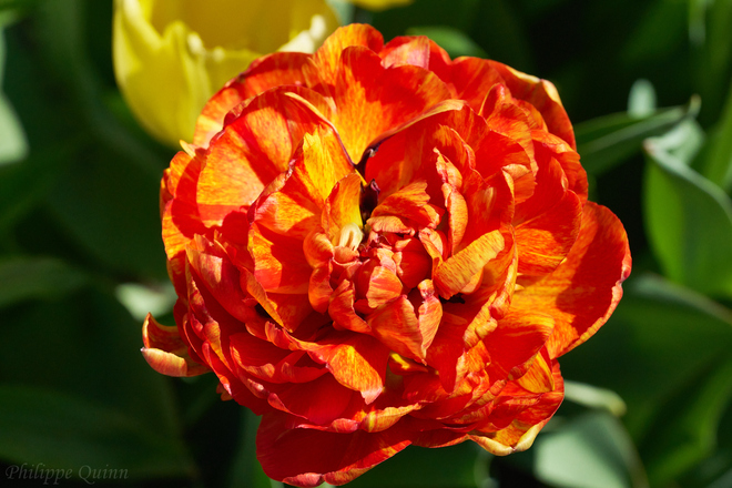 Tulipe flamboyante Montréal, QC