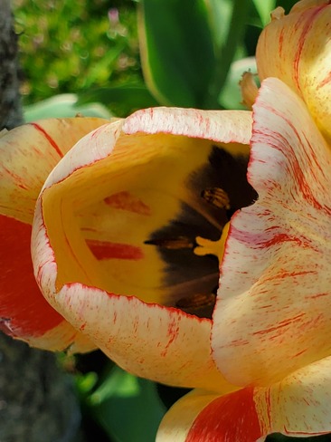 tulipe Sherbrooke, QC