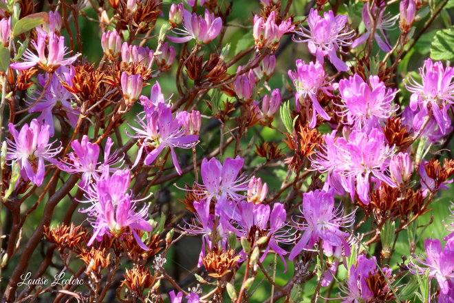 Rhododendron du Canada Orford, Québec, CA