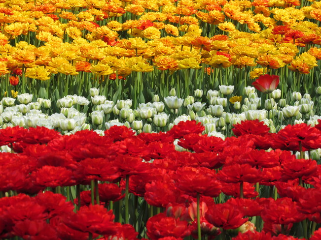 Le temps des tulipes Gatineau, QC