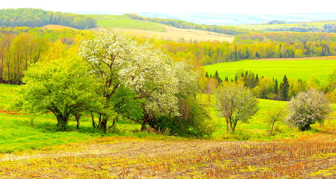 L'arbre est dans ses fleurs Québec, QC