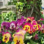 May 25 2023 15C Gorgeous day! Edwards Gardens North York Toronto Iris Chong