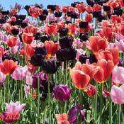 May 25 2023 15C Gorgeous day! Edwards Gardens North York Toronto Iris Chong