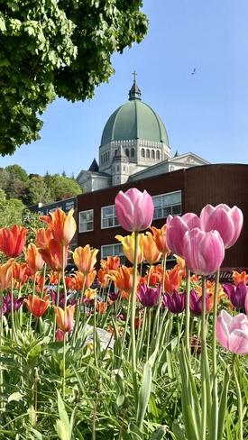 Tulips Côte-des-Neiges/Notre-Dame-de-Grâce, Québec, CA