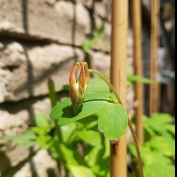 A columbine about to open