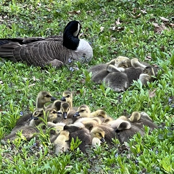 So many baby geese in the park