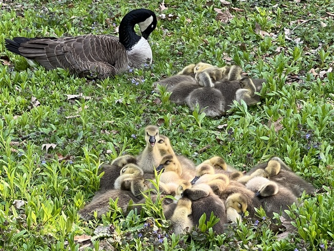 So many baby geese in the park London, ON