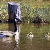 Family Canada Geese