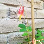 The same columbine, but open