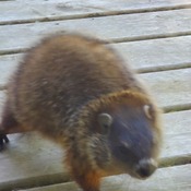 Baby Groundhog
