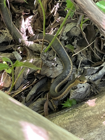 Snake Brights Grove, Ontario, CA