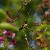 Ruby throated humming bird in a lilac bush