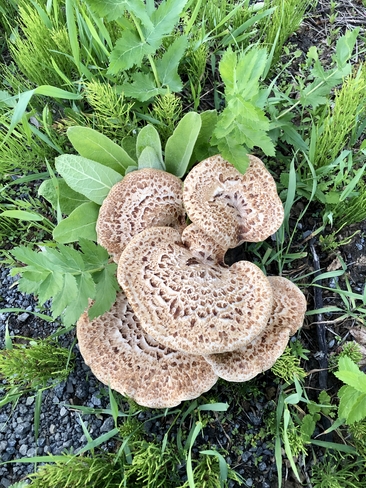 Très beaux champignons ! Blainville, Québec, CA