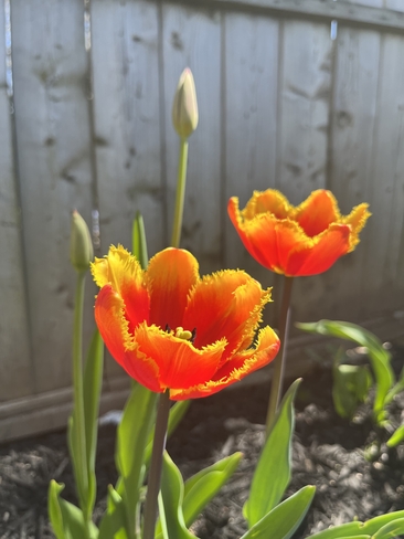 Tulips Halifax, Nova Scotia | B3R 0A2